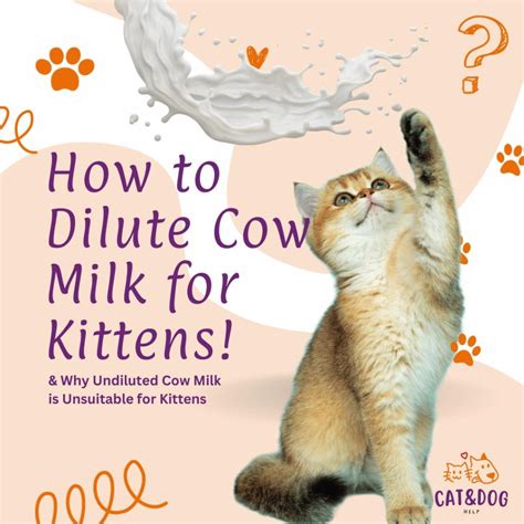 how to dilute cow milk for kittens|cow milk for kittens formula.